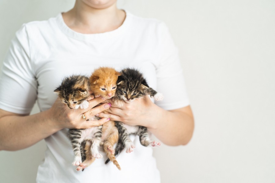 Comment adopter un chaton à Paris ?