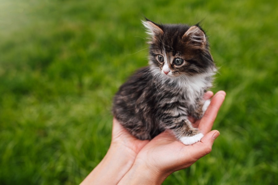 Où adopter un chat à Paris ?