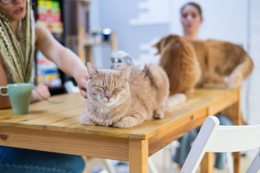 Où trouver un bar à chats à Paris ?